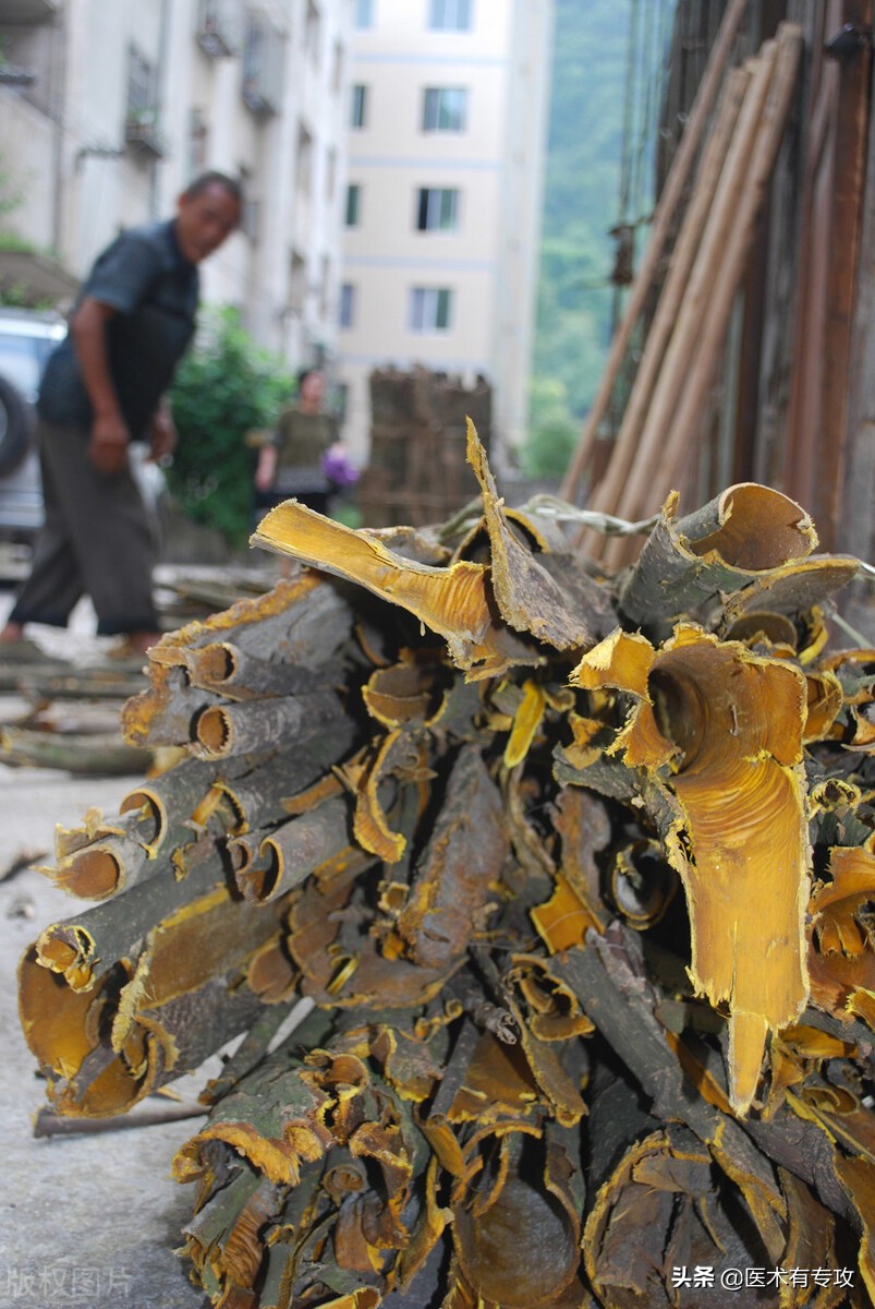 和黄柏同样效果的中药,一味中药黄柏功效与作用
