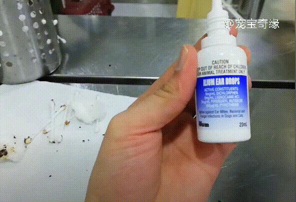 猫为什么会臭到震惊,猫怎么越养越臭