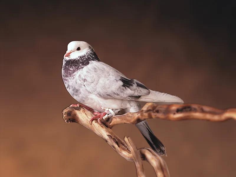 什么宠物对纯素食者最好,好养且可以食用的宠物有哪些