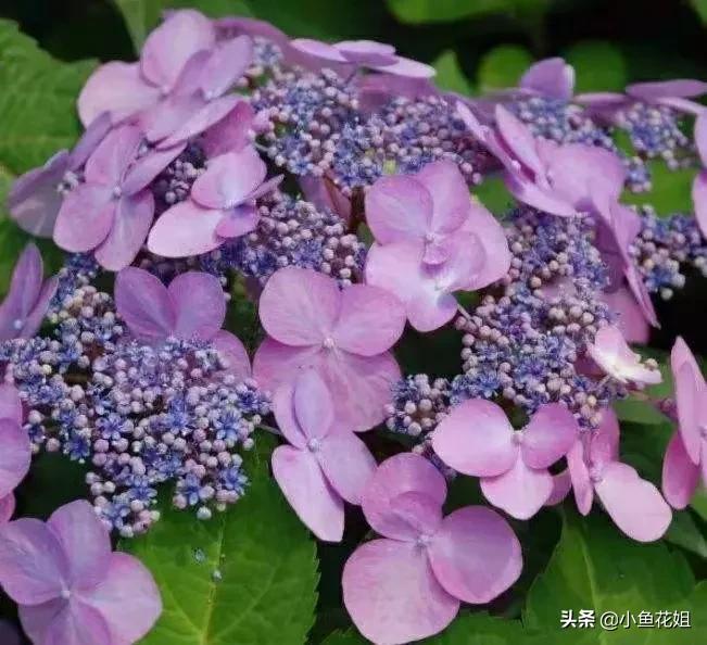 有一种花很好看但是很臭,名字很难听却很漂亮的花