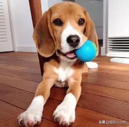 迪士尼比格犬,迪士尼里的比格犬叫什么