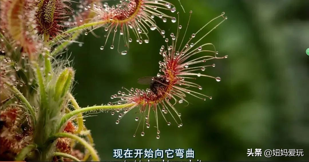 带你真切看人间的宝藏纪录片top10,十一长假适合带孩子看的纪录片