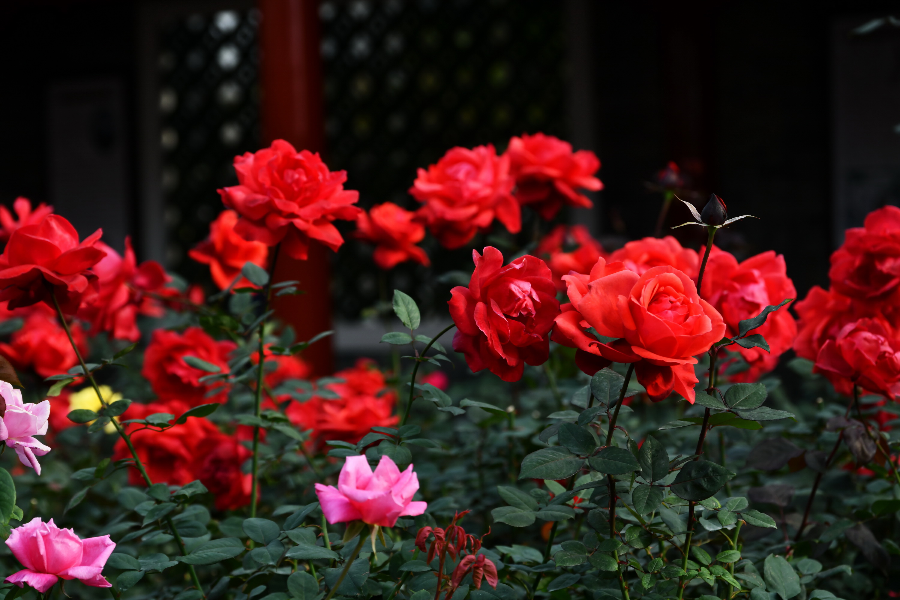 广州市番禺区宝墨园攻略,广州宝墨园景观