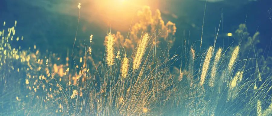 奇正藏药的前景,奇正藏药高管最新消息