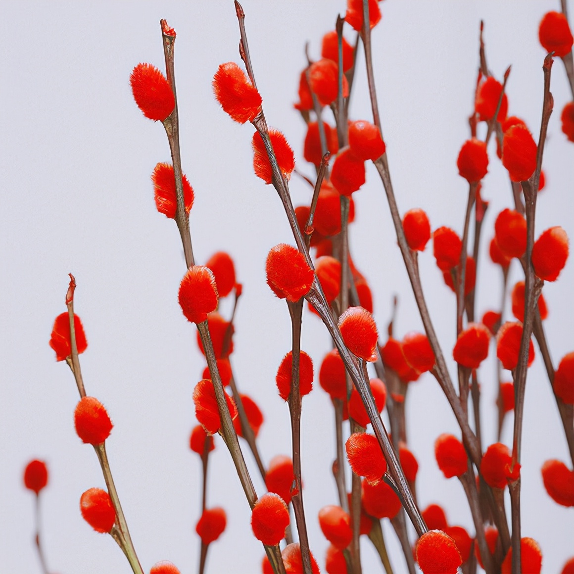 20种吉祥的花,20种年宵花高端又大气