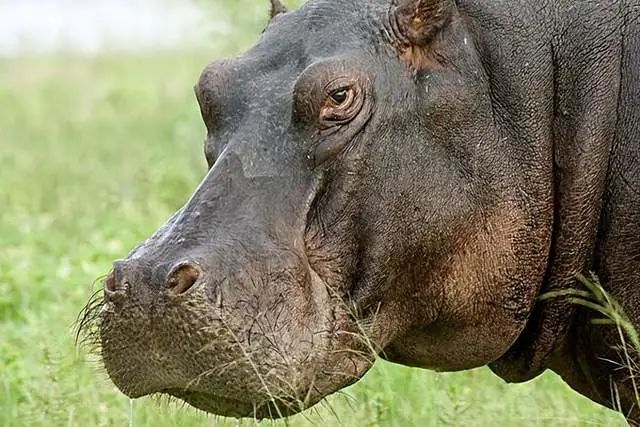 斑马也是马,斑马也是马为什么没人骑呢