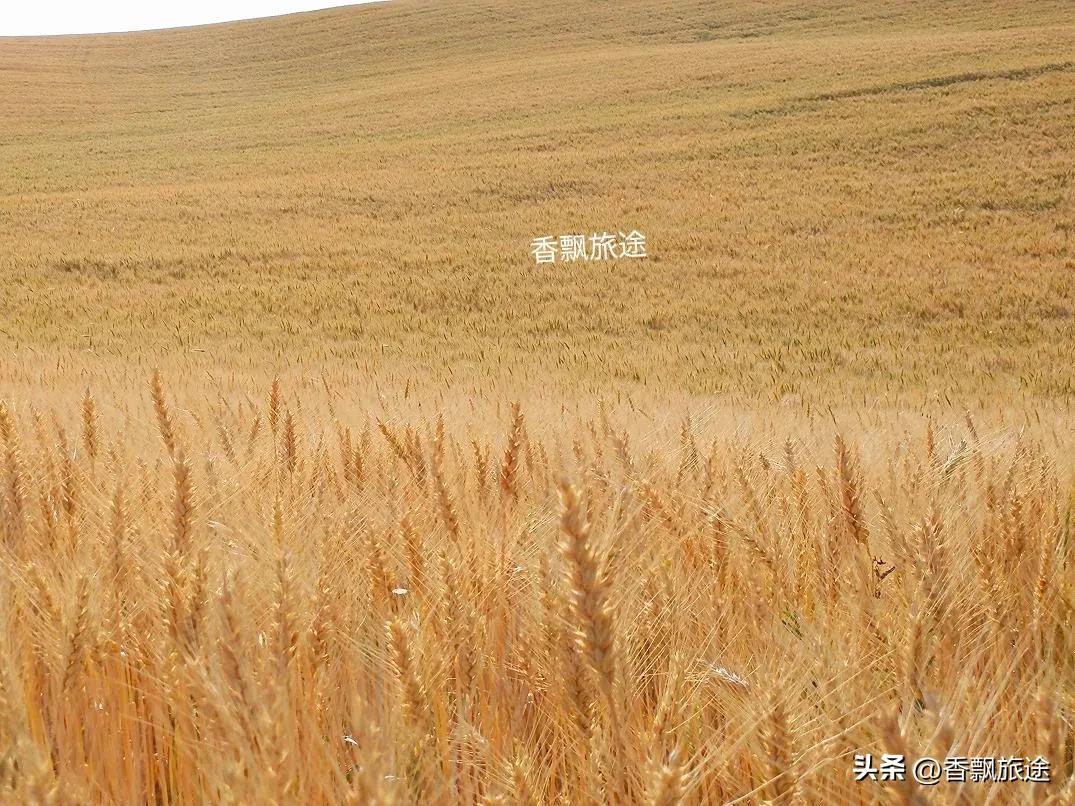 新疆伊犁州江布拉克,新疆奇台江布拉克