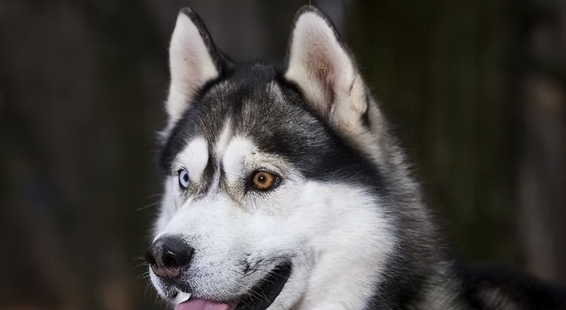 哈士奇拆家怎么制止它咬人,哈士奇疯狂拆家