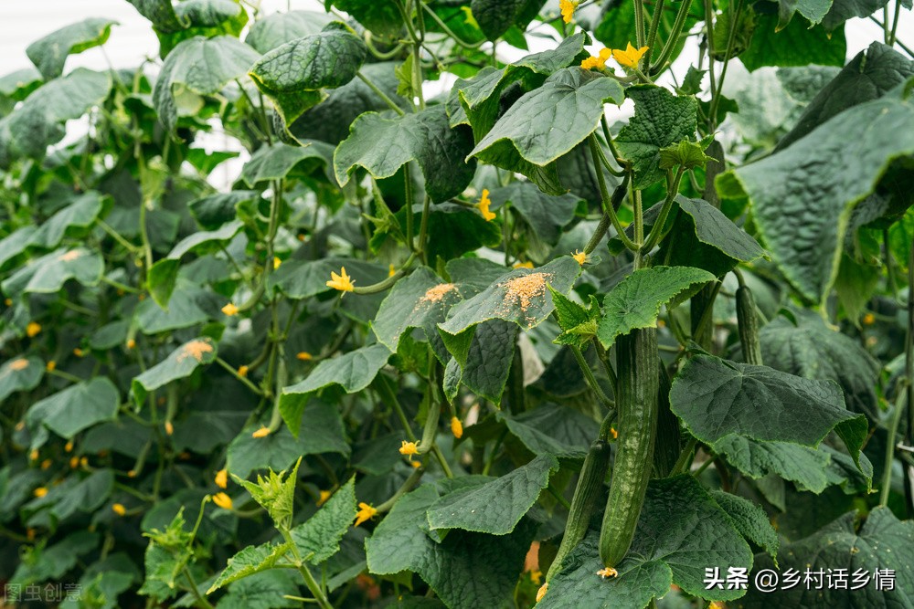 酵素种植的配方和发酵过程,神奇的酵素怎么做