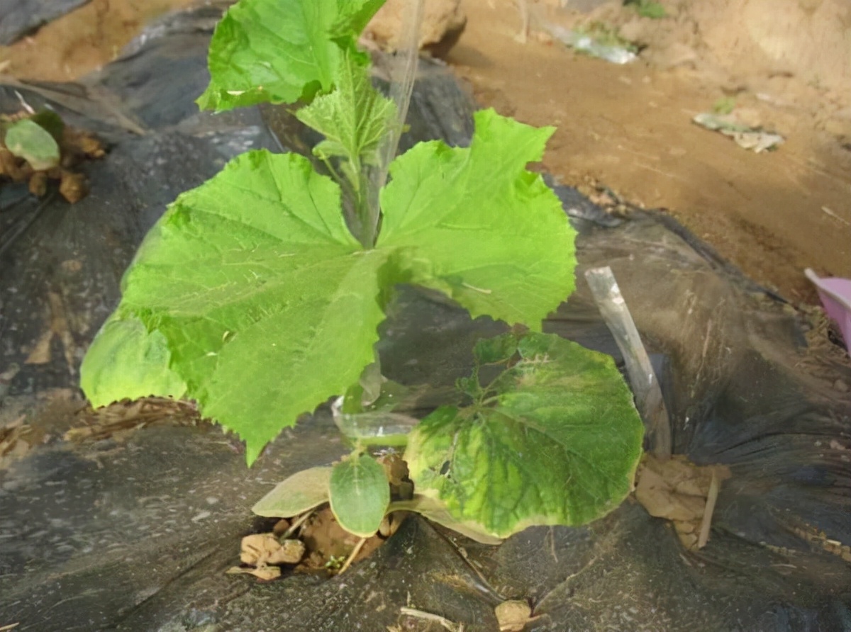 黄瓜半个月没出苗是咋回事,黄瓜种出来老不长得什么病