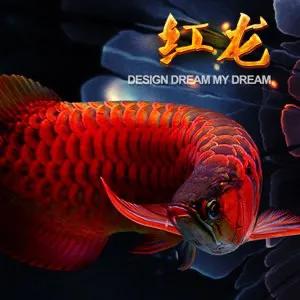 如何提高龙鱼食欲,如何提升龙鱼胆量