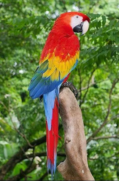 图片欣赏-金刚鹦鹉