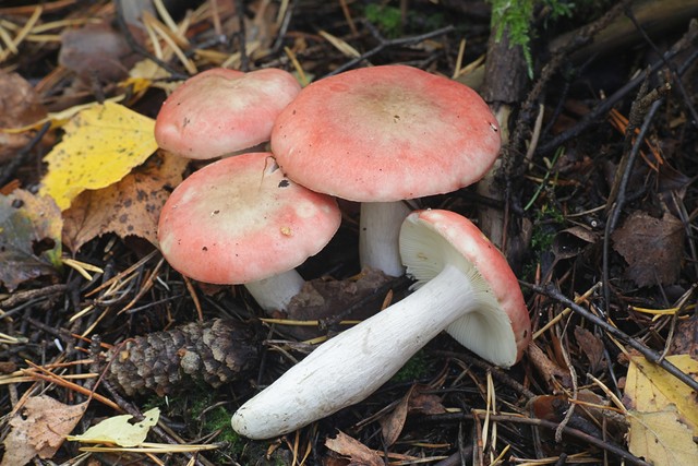 云南红菇好吃吗,云南山野红菇