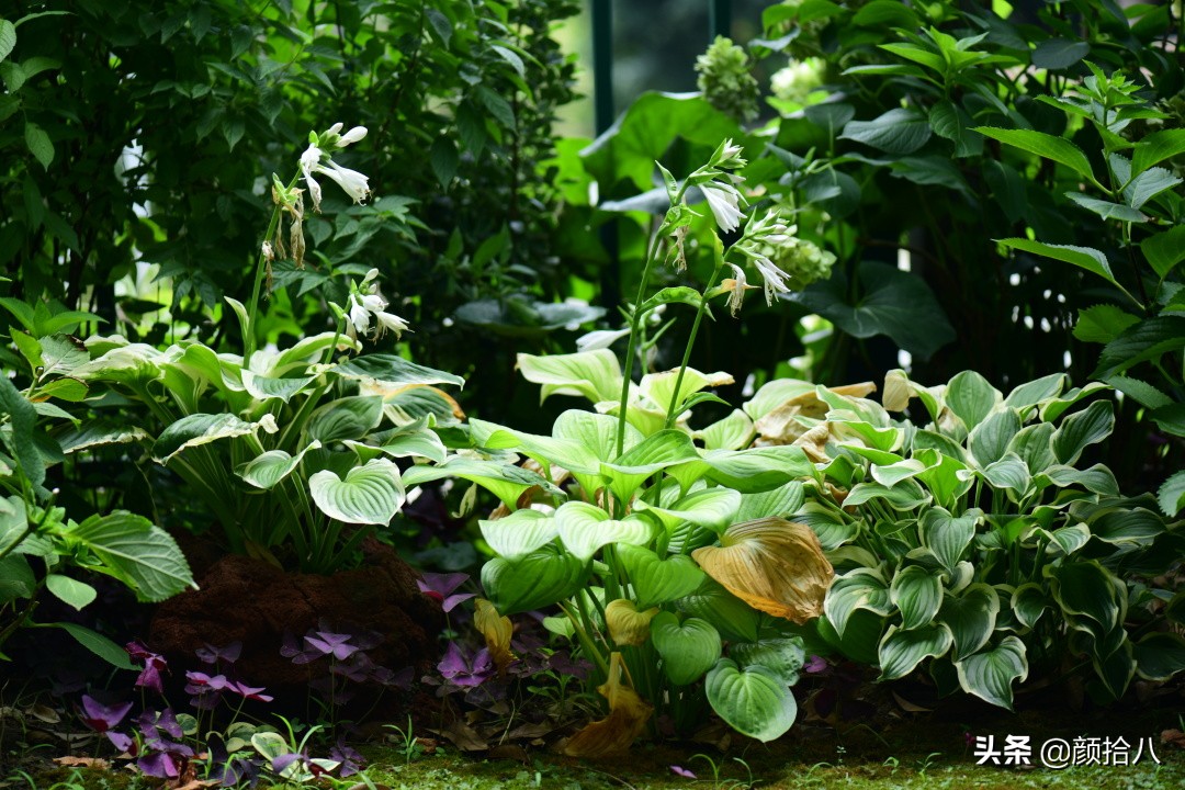 看到你的花园那么惨，我就安心了|园丁