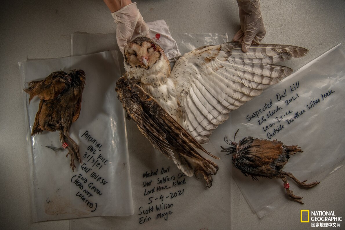 鐏紶澶ф垬榧犲矝,鐏紶澶ф垬鏆楀尯