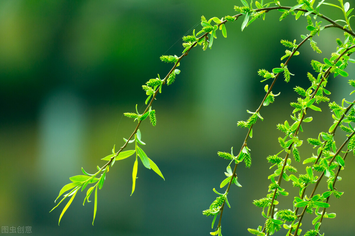 写柳树最经典的古诗词,关于柳树的诗句都有哪些