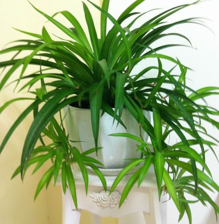 刚装修的房子里适合养什么花,刚装修好的房子养什么花最好