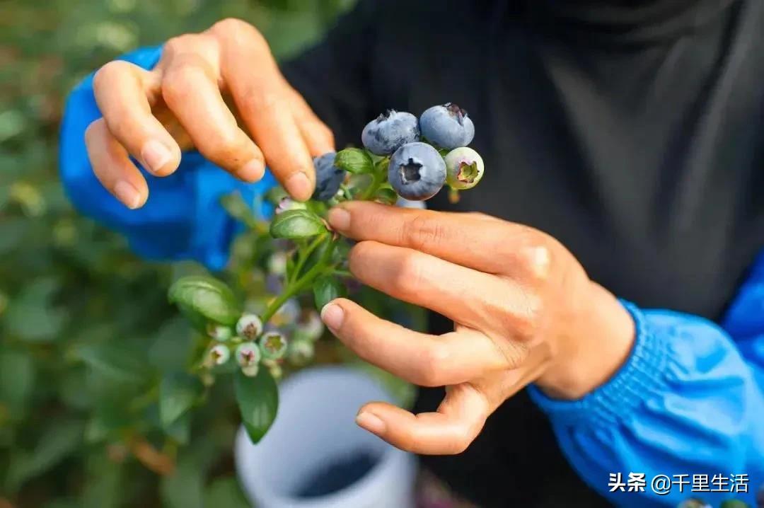 云南昆明蓝莓果,云南丽江蓝莓果