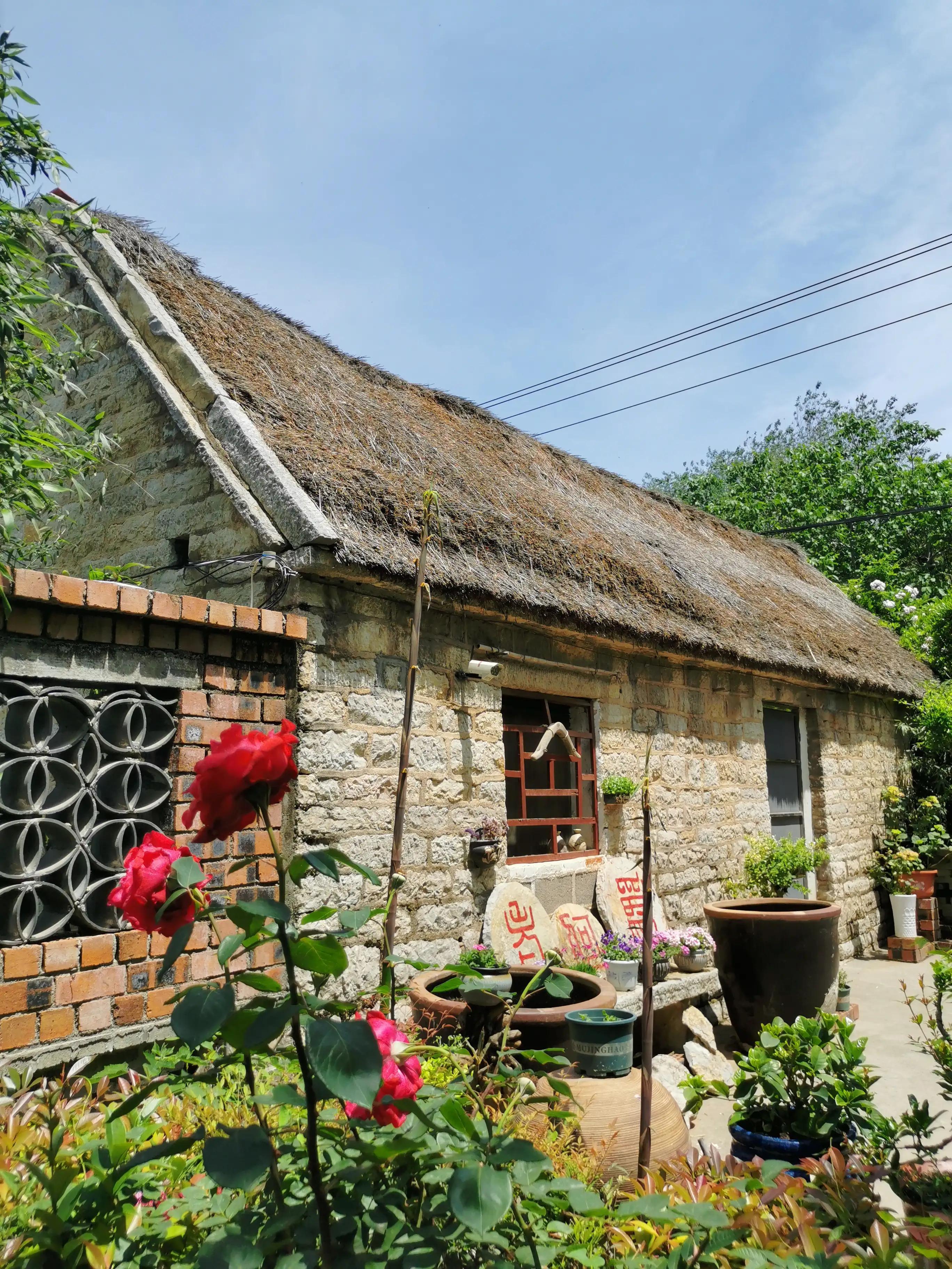 日本甜柿子几年挂果,日本甜柿子栽培技术