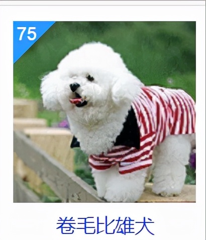 狗狗智商排行榜你家狗狗排第几,什么品种的狗狗智商排名最高