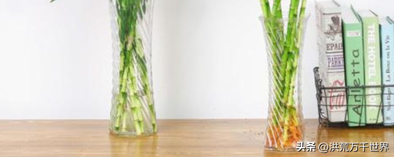 龙竹杆子瘪了发黄,水培龙竹杆子发黄