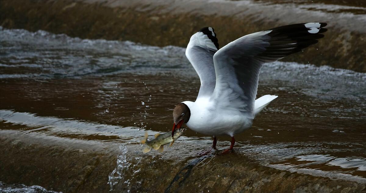湟鱼洄游过程,湟鱼洄游障碍
