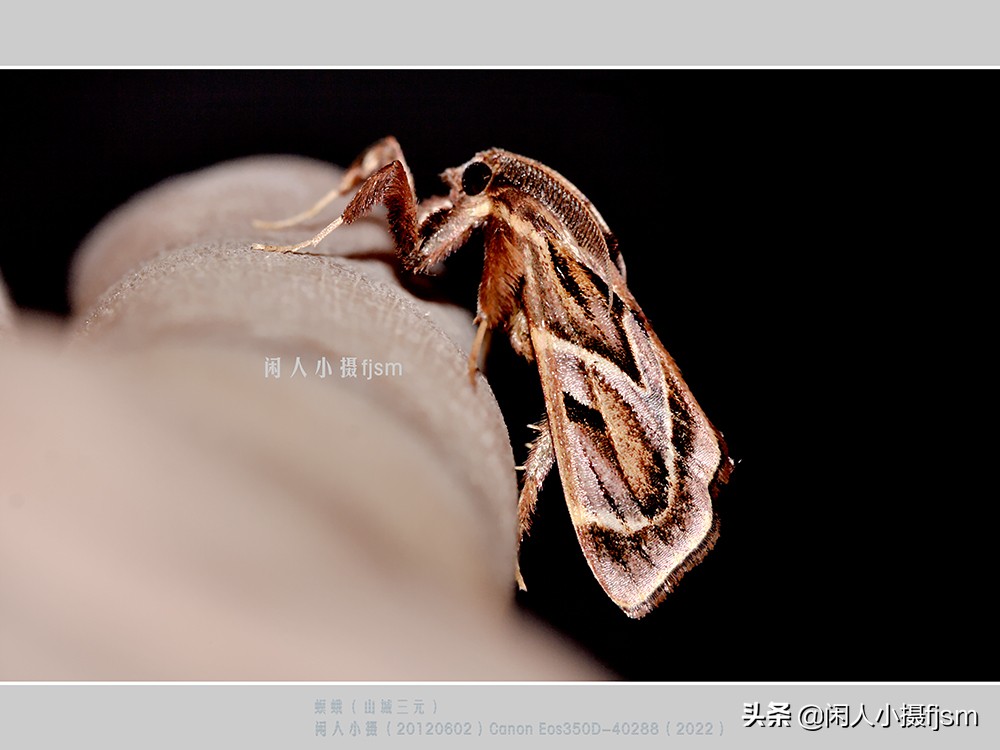近距离拍摄昆虫小动物,常见昆虫微距摄影活动