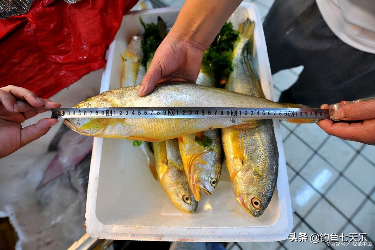 海钓珍稀百斤大黄鱼长度一米七,海钓小皮艇钓26公斤大黄鱼