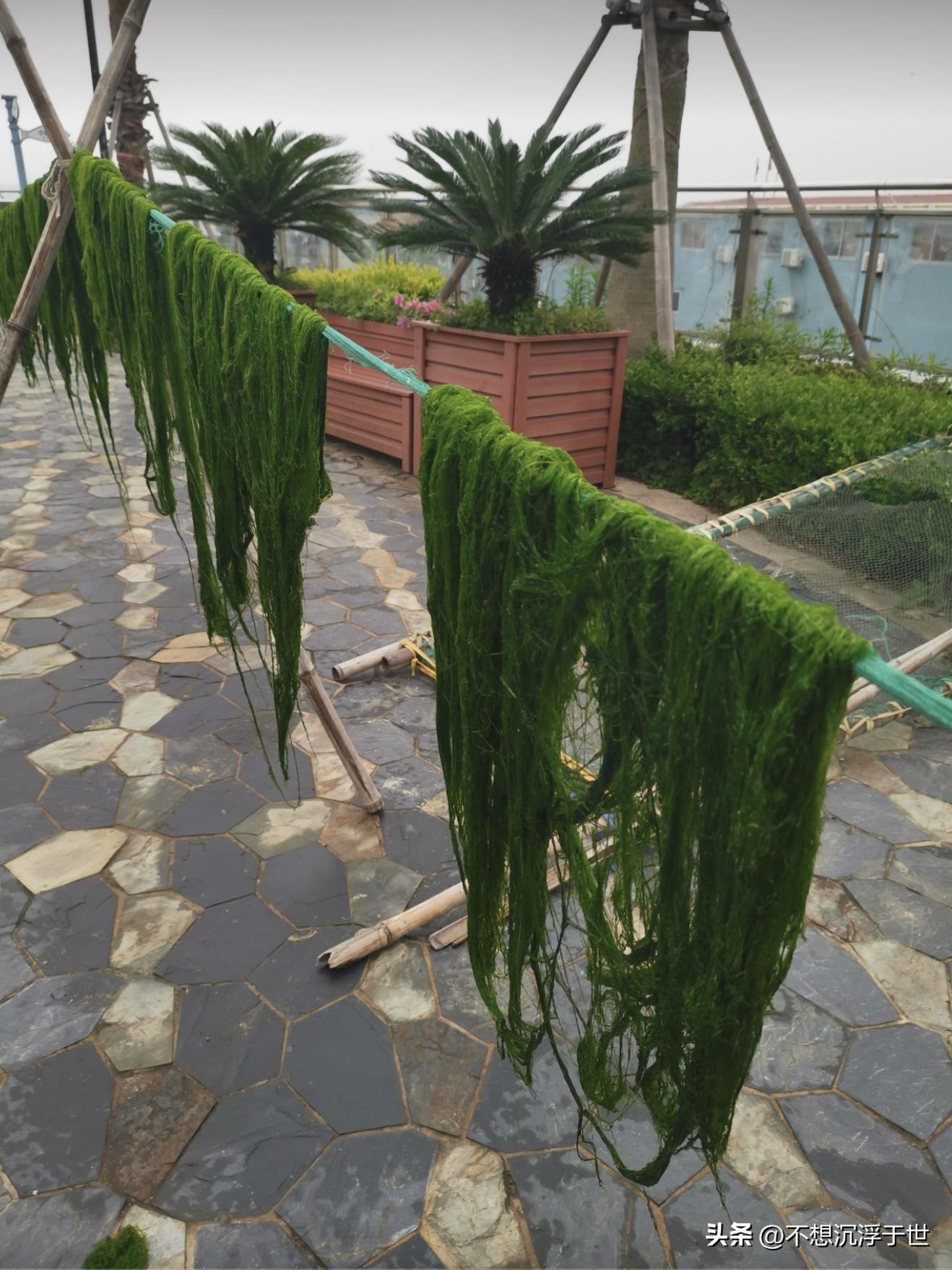 浙江强蛟镇在哪,宁海强蛟岛