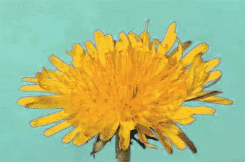 吃唐僧的阑尾能长生不老吗,吃了唐僧的痔疮