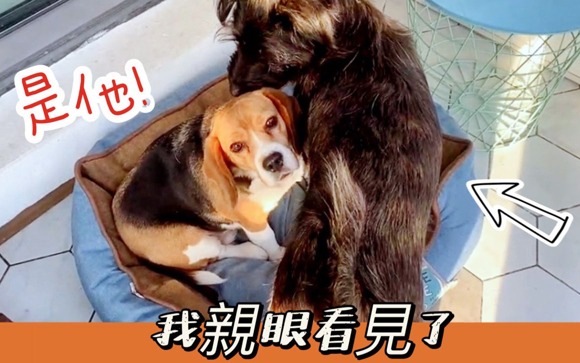 哪种狗聪明智商高,不要小看了狗狗的智商