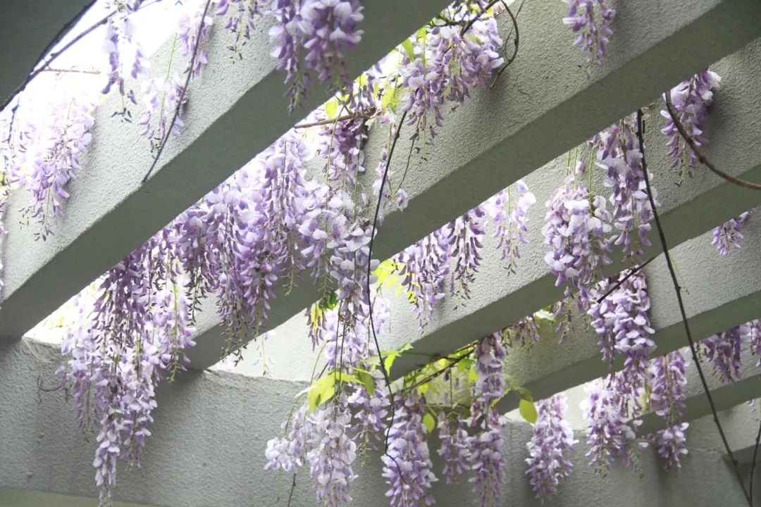 听我的，四月的杭州才是浪漫天花板。