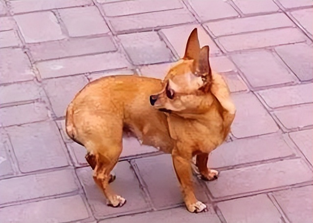 一张图看懂狗狗的尾巴,如何读懂狗狗的尾巴