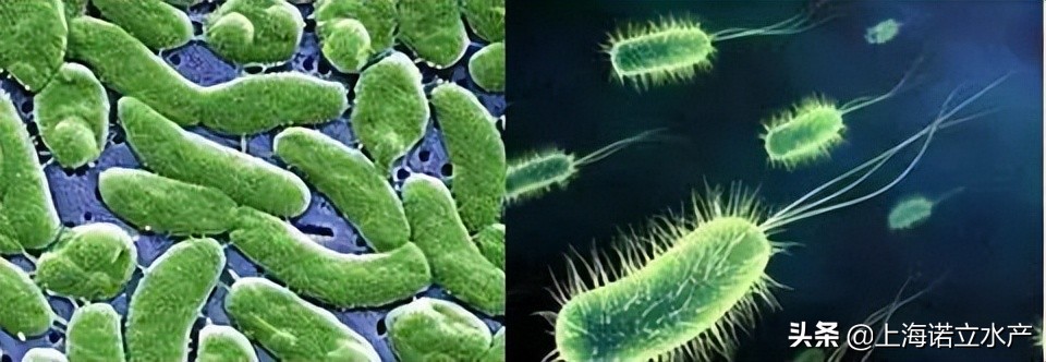 如何判断虾有没有弧菌了,为什么养虾弧菌越杀越多