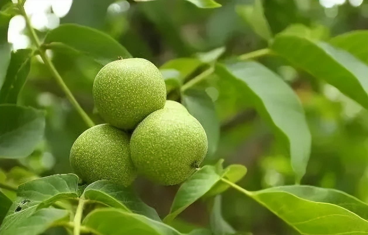 长得像核桃一样的坚果,长得像核桃一样的绿果子