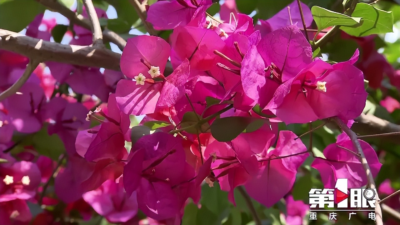 期待已久的三角梅绚丽多彩,街边的红紫三角梅艳丽开放