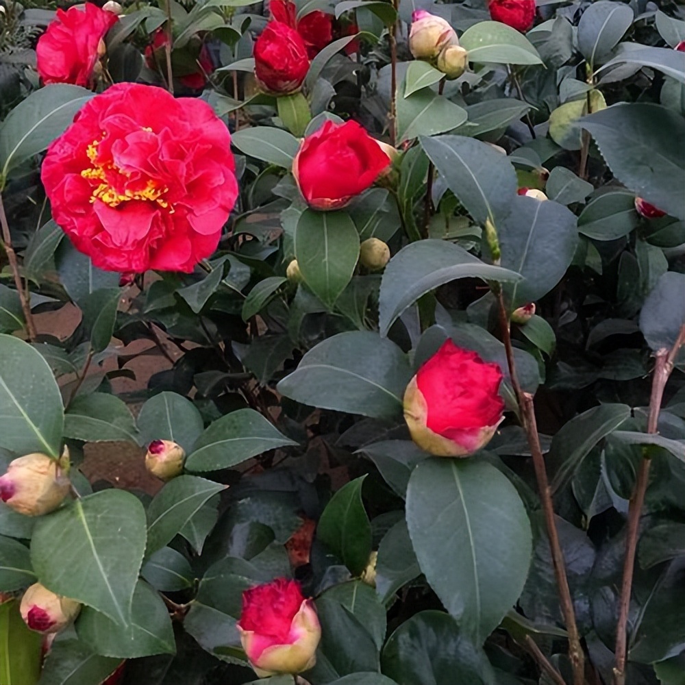 此花花色繁多有淡香味易养易成活,此花气味芬芳生命力顽强
