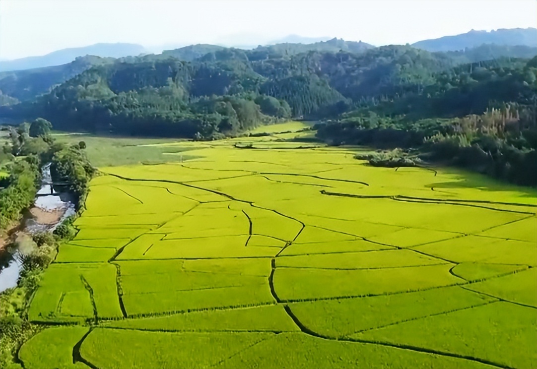 种植300亩水稻一年纯利润将近20万,农民种水稻赚两千万
