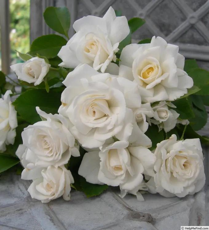 克莱尔clair,克莱尔徽章密码