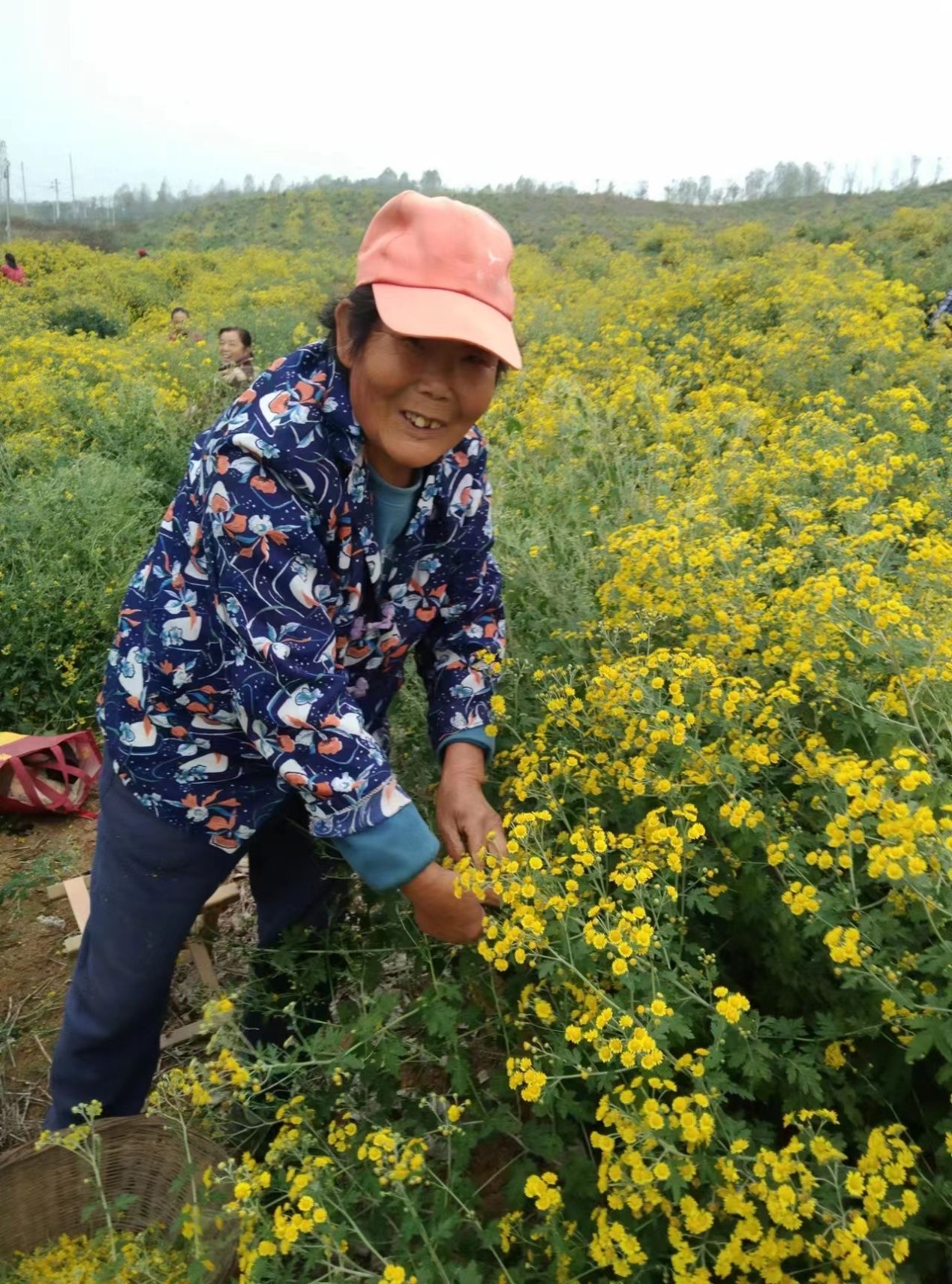 小小野菊花变身“致富花”