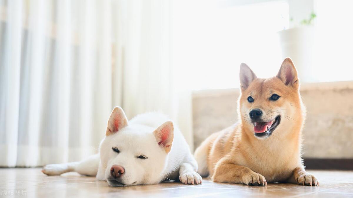 中型犬品种大全及图片,听话的中型犬品种大全