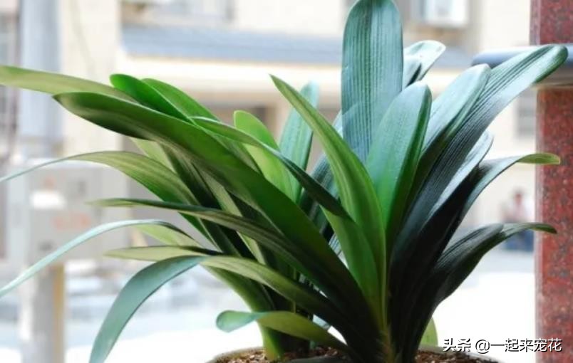 夏天养护君子兰浇什么水最正确的,夏天高温君子兰浇水正确方法