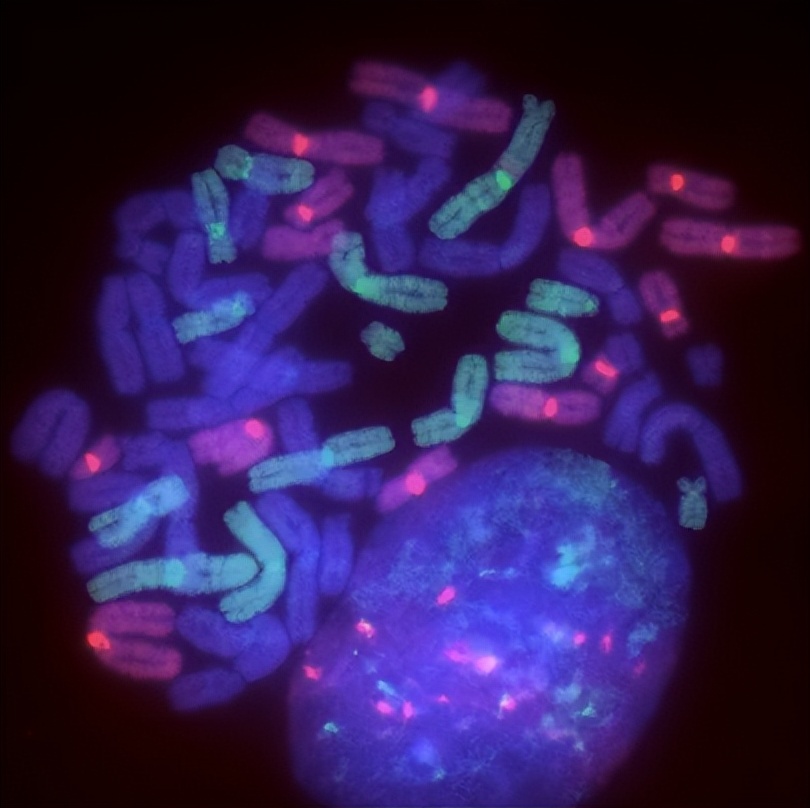 偷了5种不同精子,却只生女儿,这是地球上独一无二的生娃技巧