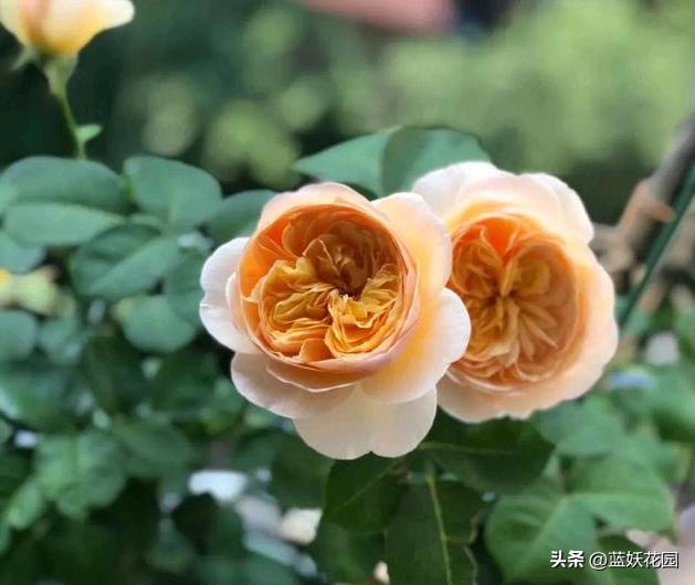 藤本月季过冬枝条发皱,月季水浇多了枝条干瘪发皱