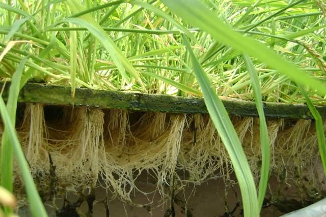 促进水稻氮素吸收利用的途径,促进水稻根系生长的措施