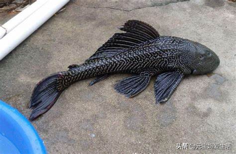 清道夫来源于哪个国家,清道夫鱼在印度是怎么栽跟头