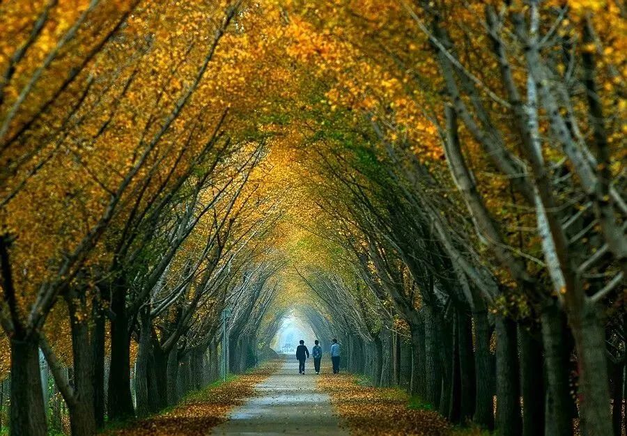 南京的法国梧桐秋天图片,南京法国梧桐秋天