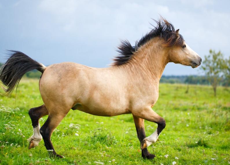 确定全麻手术后马匹心律失常的患病率和性质，评估心律失常的风险