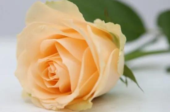 谁来陪你过情人节,谁陪你度过这次情人节