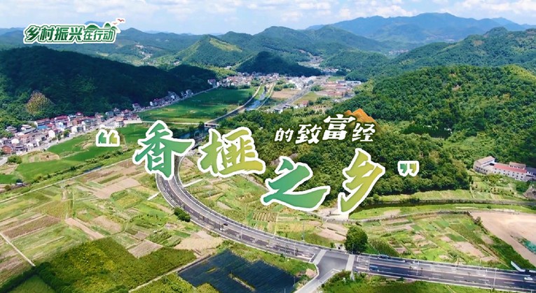 每日农经致富经香榧,乡村振兴兴农之路